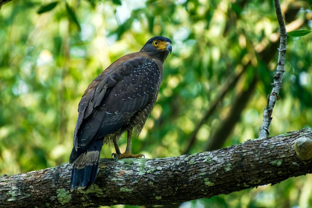 Birdwatching in Sunderbans