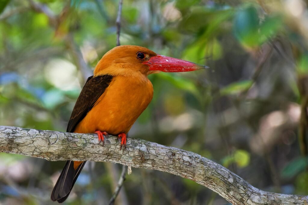 Family Road Trips from Kolkata